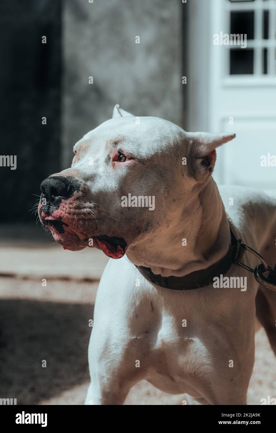 Dog Dogo Argentino - a portrait of an Argentinian Mastiff. A beautiful white dog sits at the command of the owner. Pet for a walk. Close-up. Stock Photo