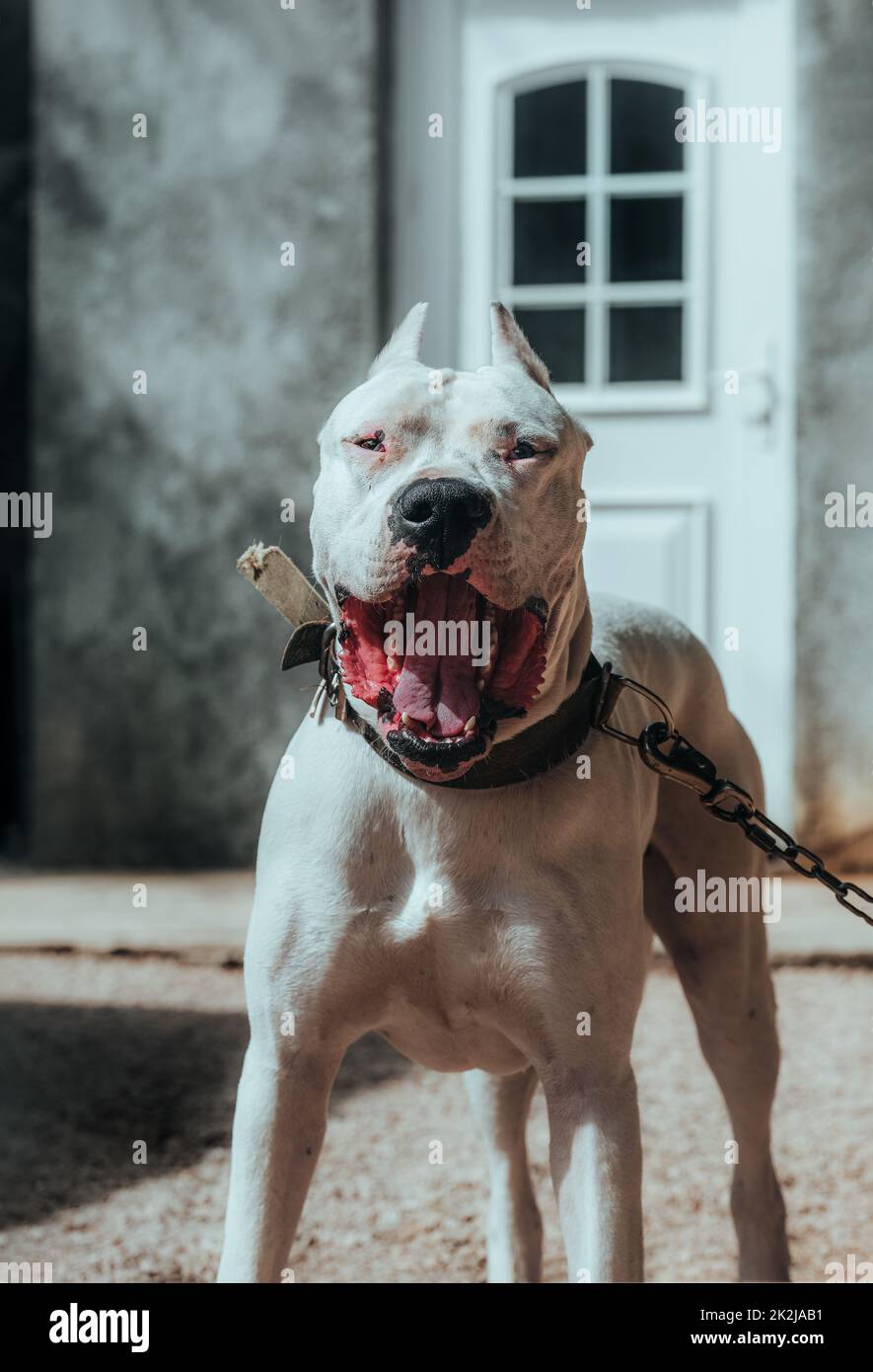 Dog Dogo Argentino - a portrait of an Argentinian Mastiff. A beautiful white dog sits at the command of the owner. Pet for a walk. Close-up. Stock Photo