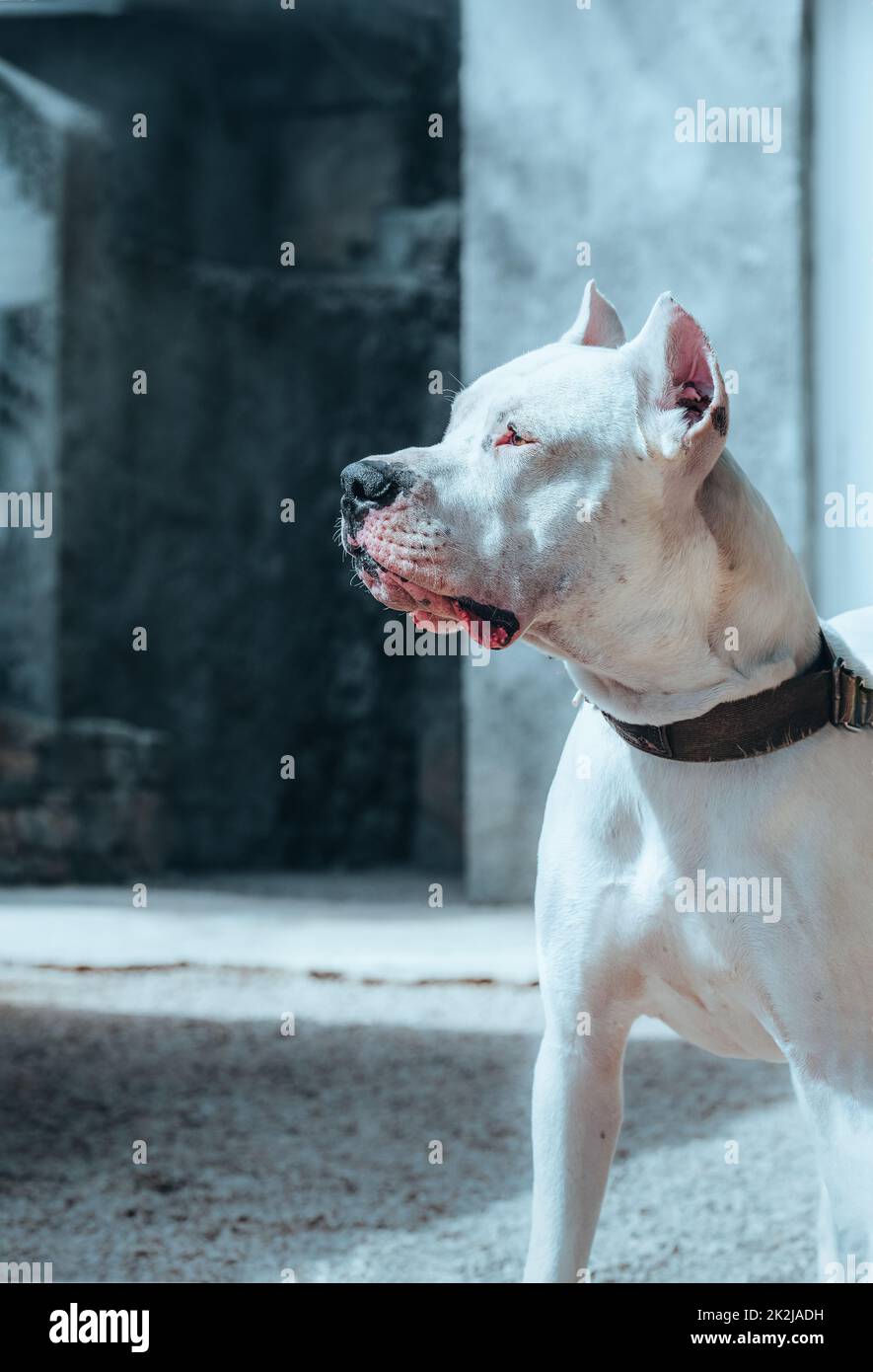 Dog Dogo Argentino - a portrait of an Argentinian Mastiff. A beautiful white dog sits at the command of the owner. Pet for a walk. Close-up. Stock Photo