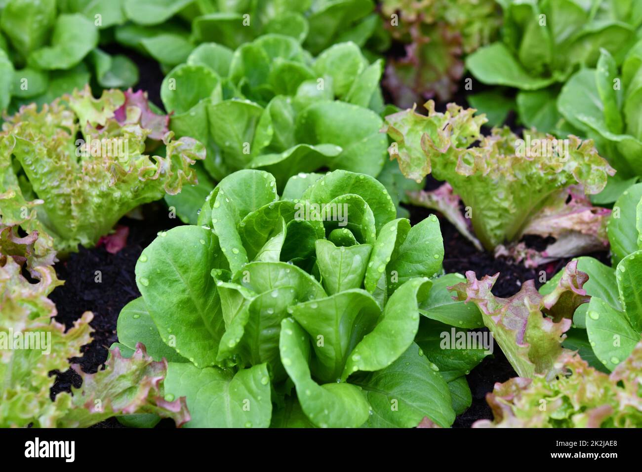 healthy salad in the cold frame Stock Photo