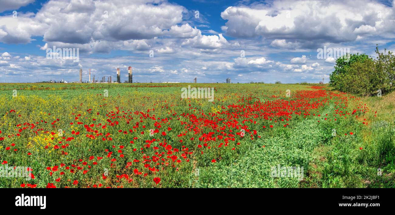 Clouds in the blue sky above the poppy field Stock Photo - Alamy