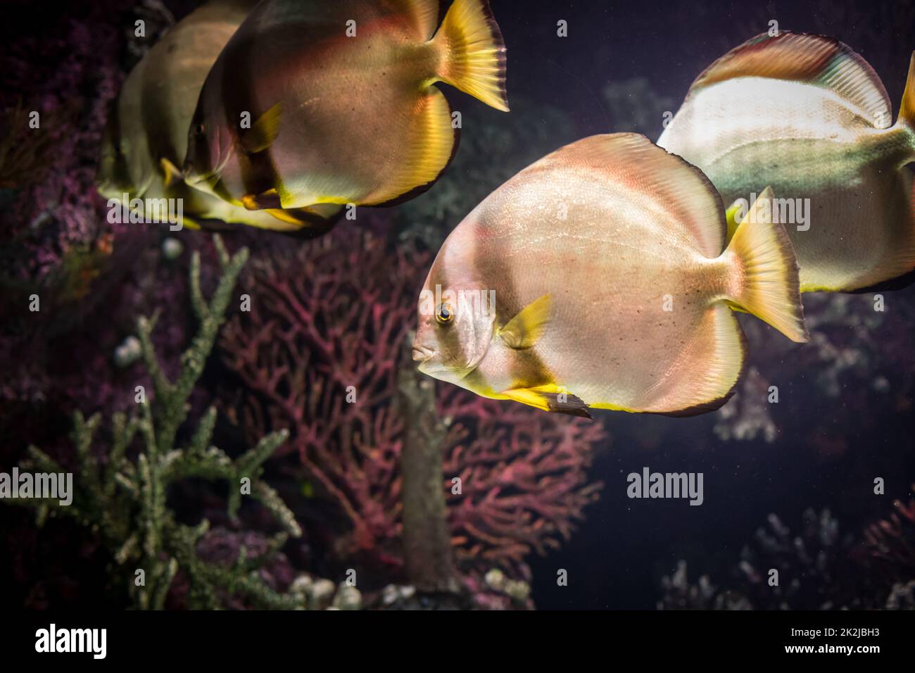 Close up shot of some exotic fish in an aquarium. Stock Photo