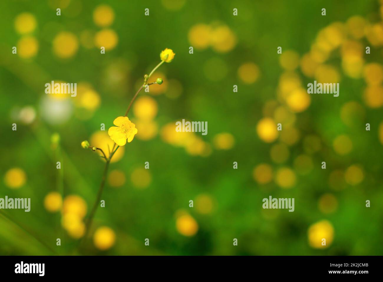 Shallow depth of field photo (only single flower in focus), common buttercup (Ranunculus acris), with more blurred plants in background. Abstract spring background Stock Photo
