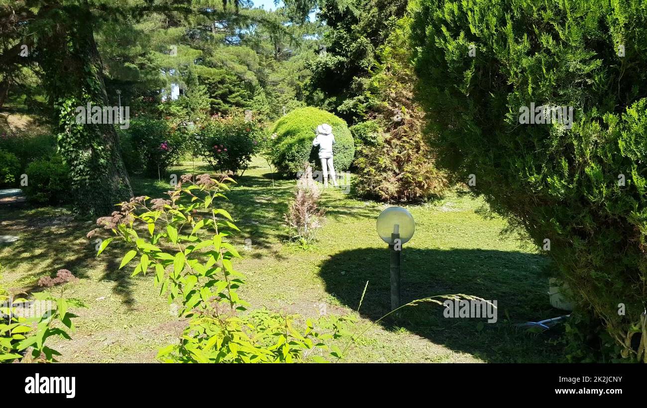 4k video, A female gardener in a hat with pruning shears, trimming a large round bush. Gardening, hobby, gardening concept, sunny summer day Stock Photo