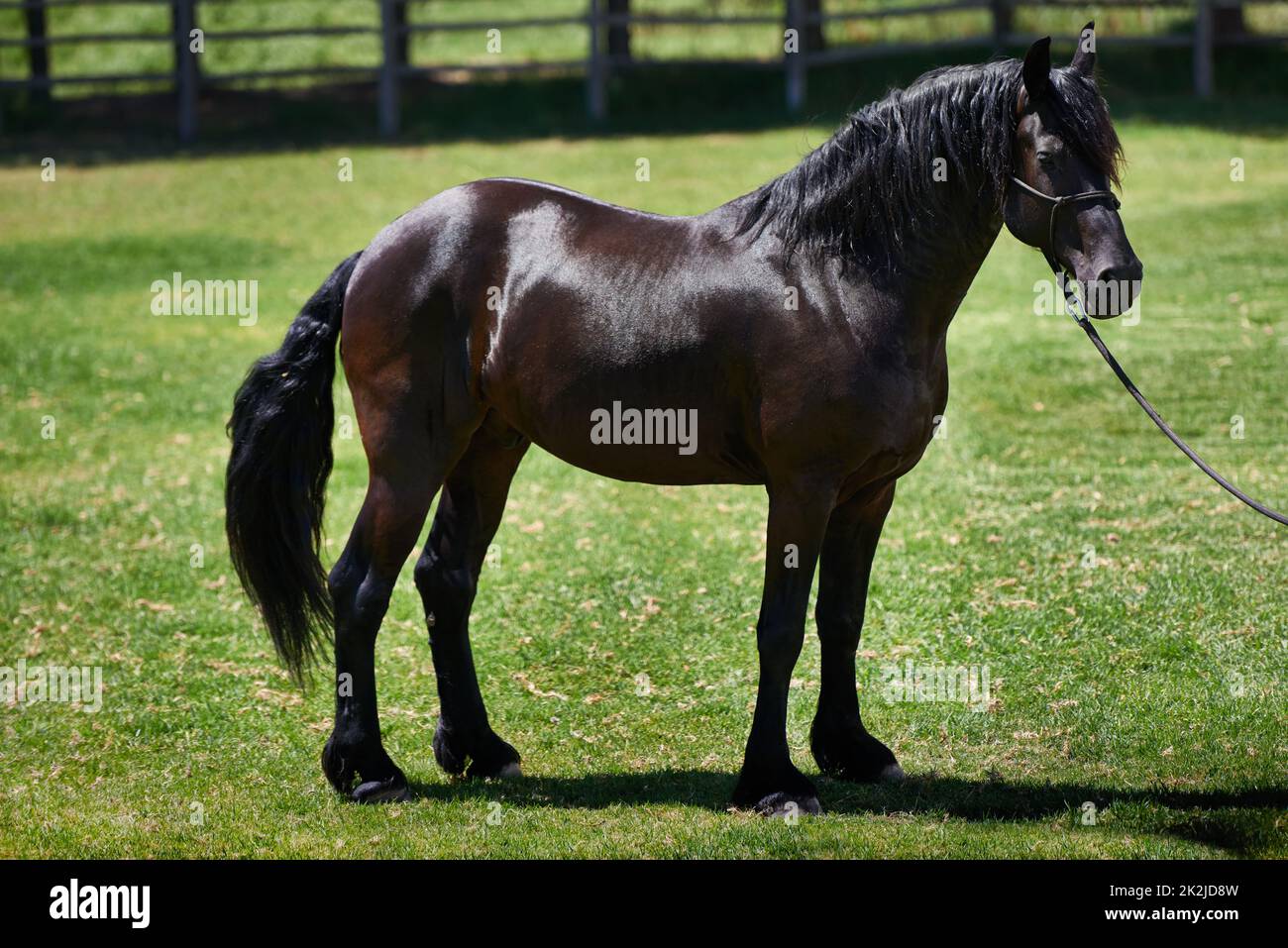The best place for thoroughbred horses. Shot of a dark bay horse in a head collar standing in a field. Stock Photo