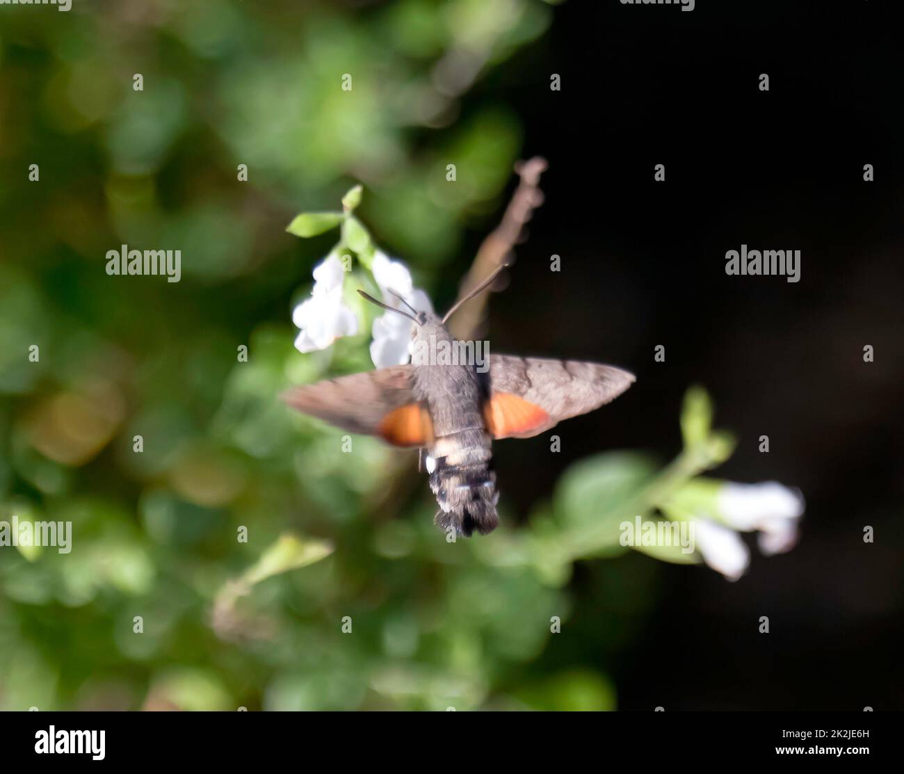 A large Hummingbird hawk-moth feeding on some flowers, Walmer, Deal, Kent Stock Photo