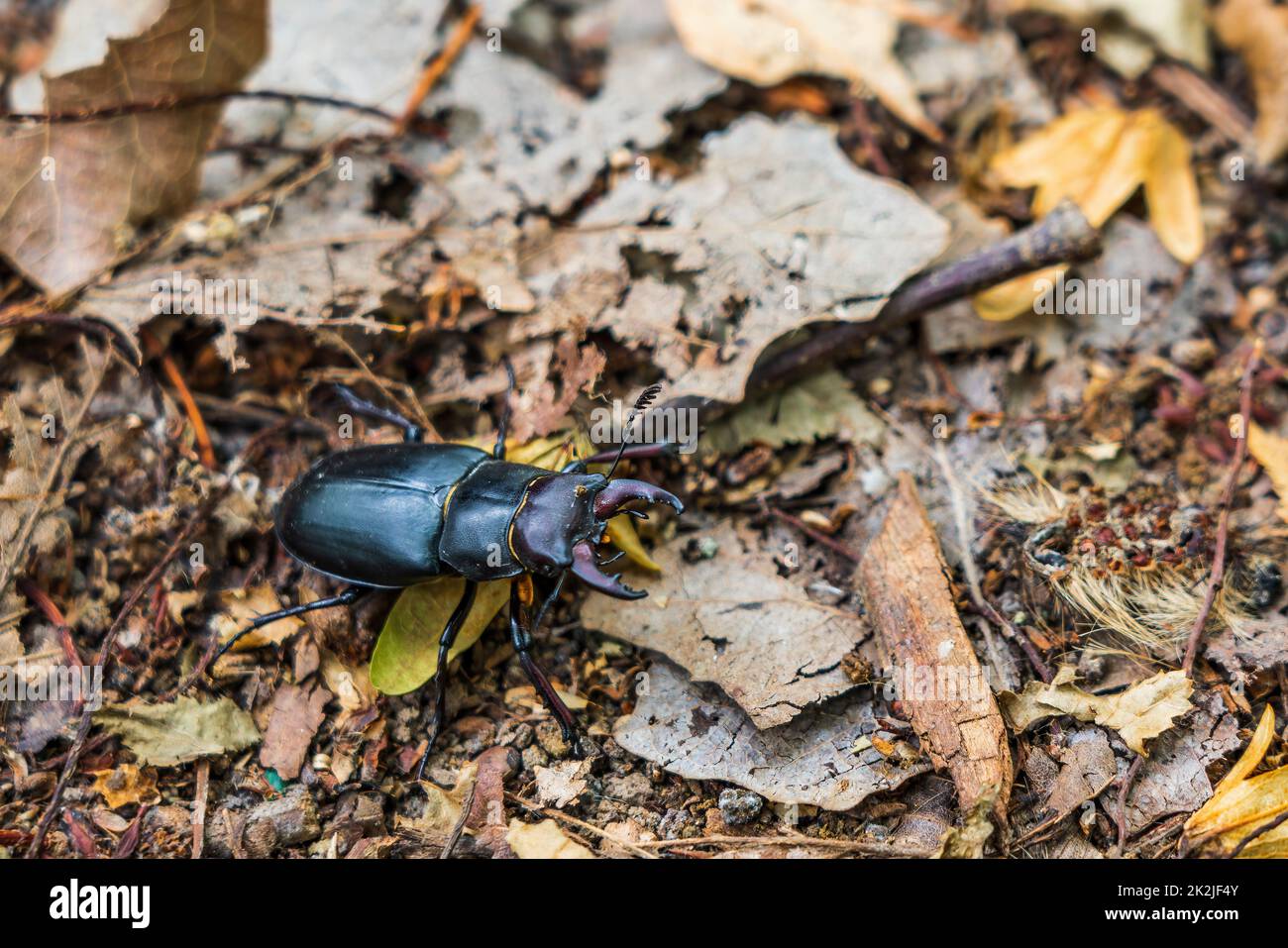 Stag beetle on dry leaves Stock Photo