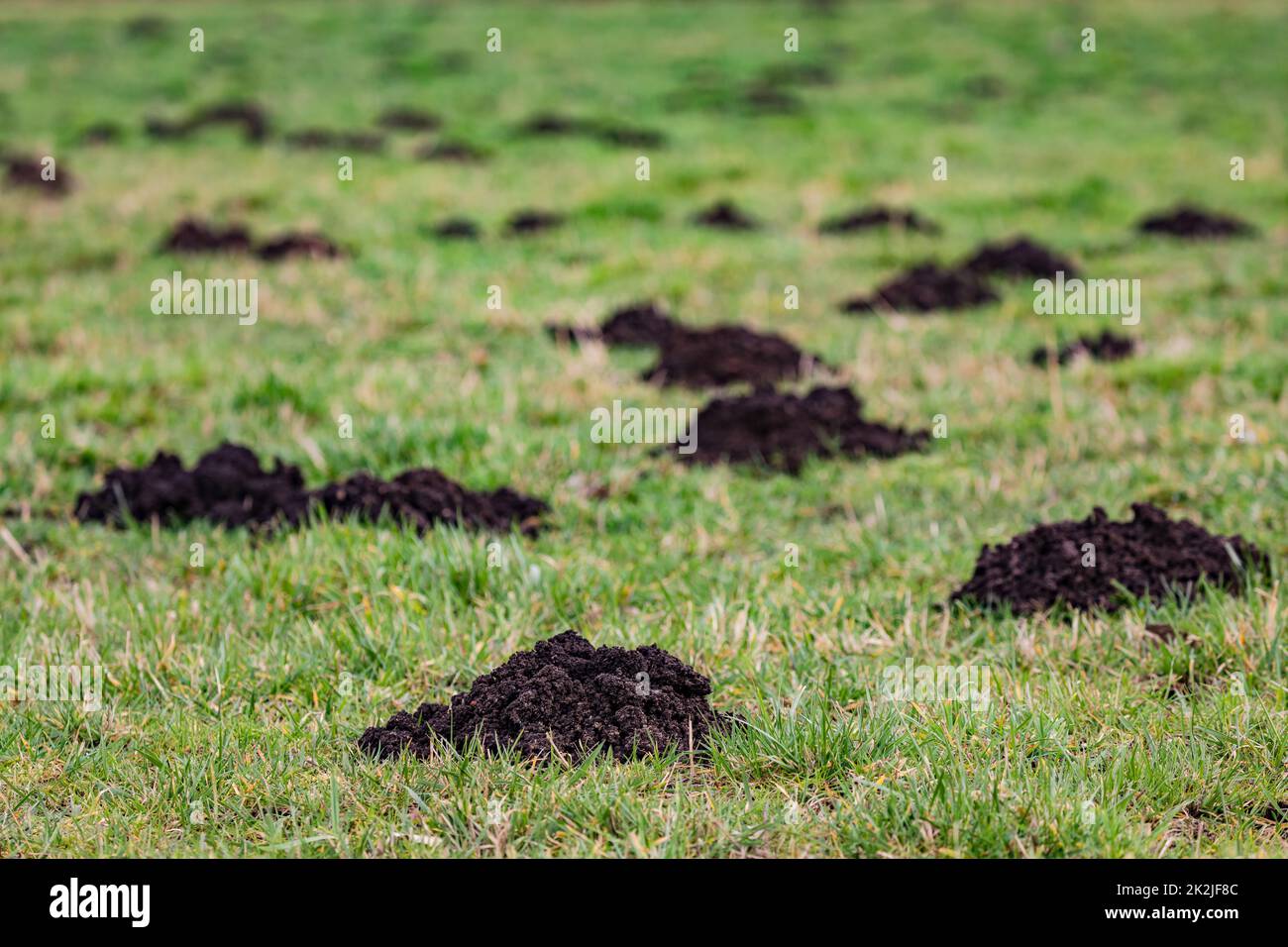 Close-up of molehills in a meadow Stock Photo