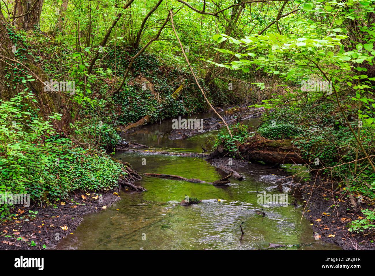 Quiet small stream in the forest Stock Photo