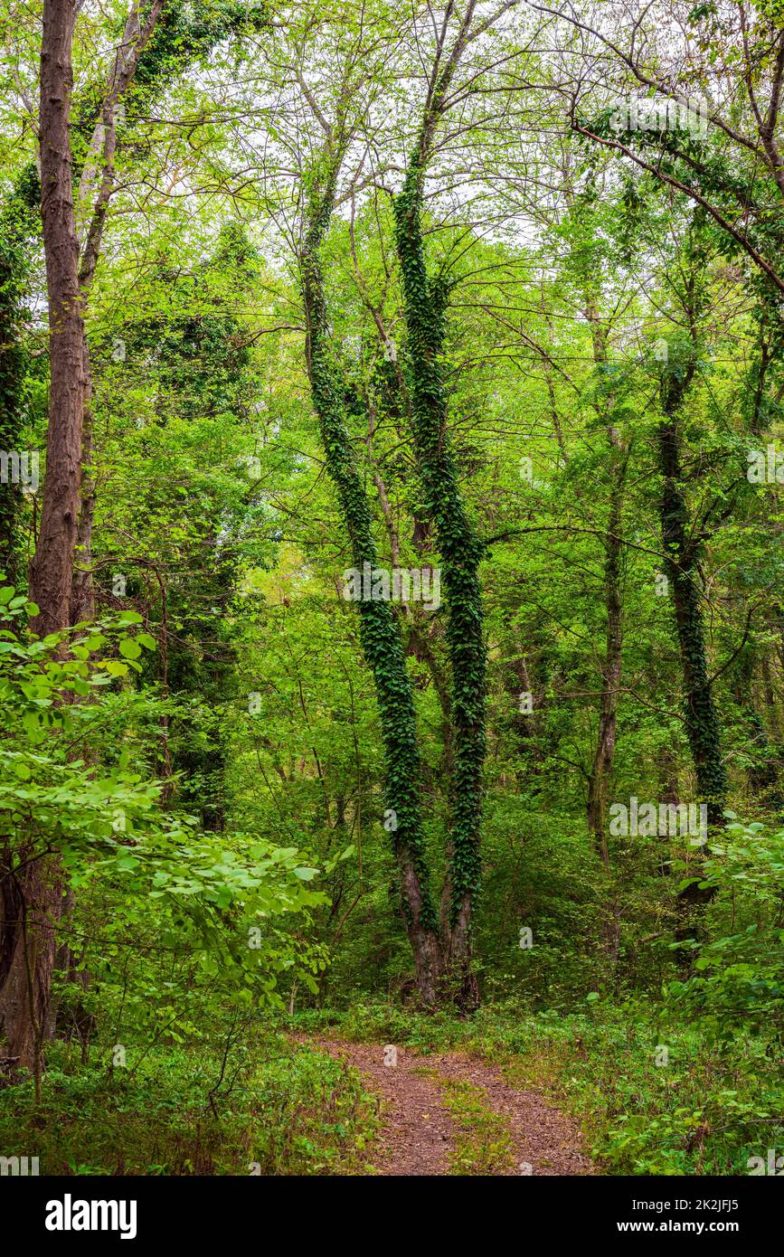 Trees entwined with liana and bindweeds in a subtropical deciduous forest Stock Photo