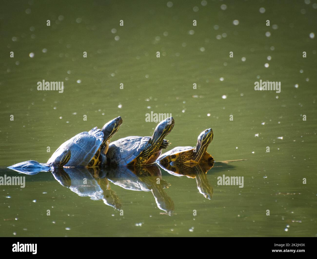Marsh grass drawing hi-res stock photography and images - Alamy