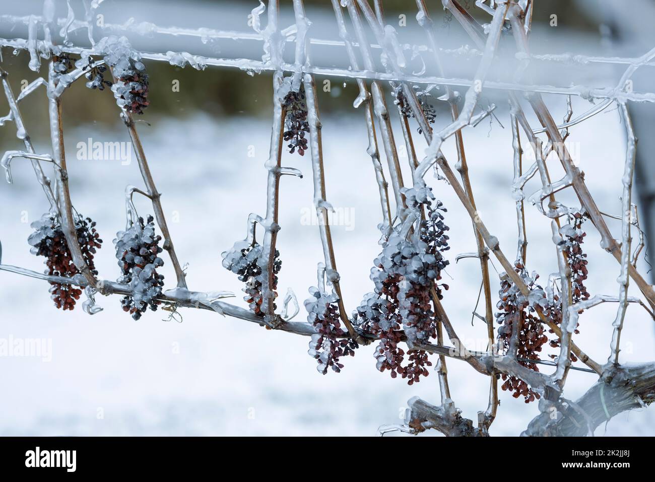 Grapes left for production of ice wine, Southern Moravia, Czech Republic Stock Photo