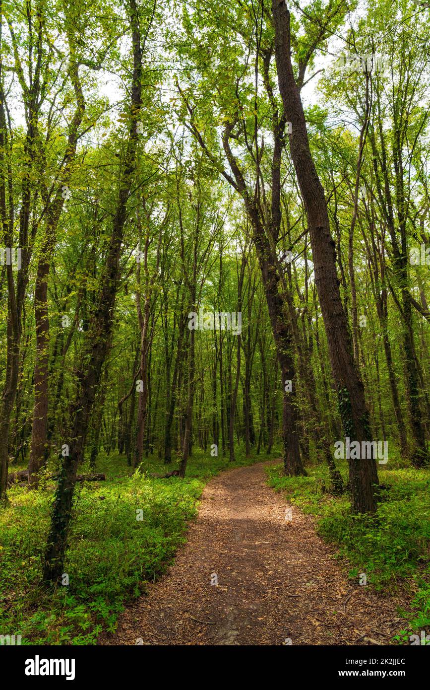 Path in the green dense summer forest Stock Photo