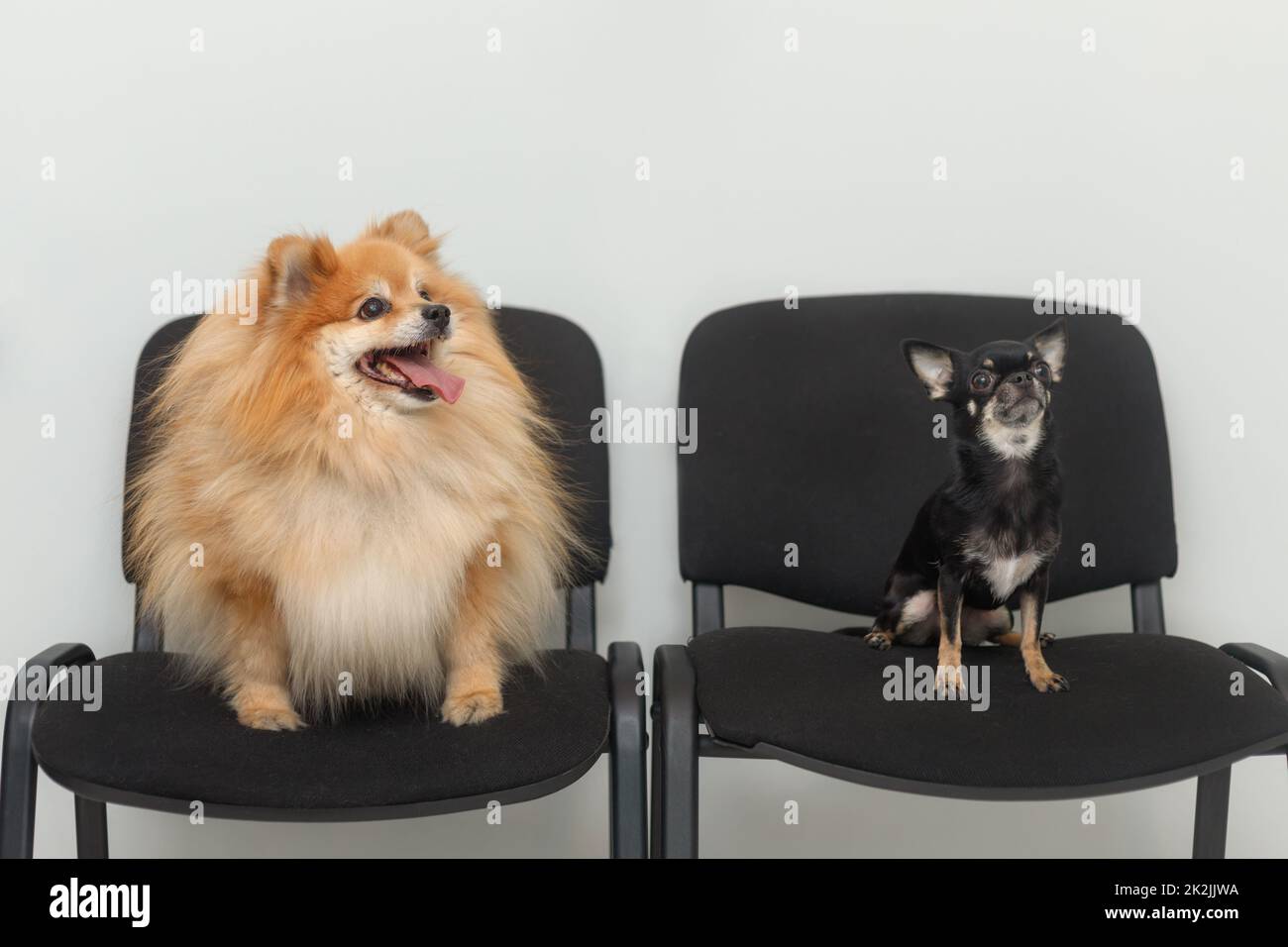 Two dogs waiting for turn in queue sitting on chairs in veterinary clinic. Animals behave like human Stock Photo