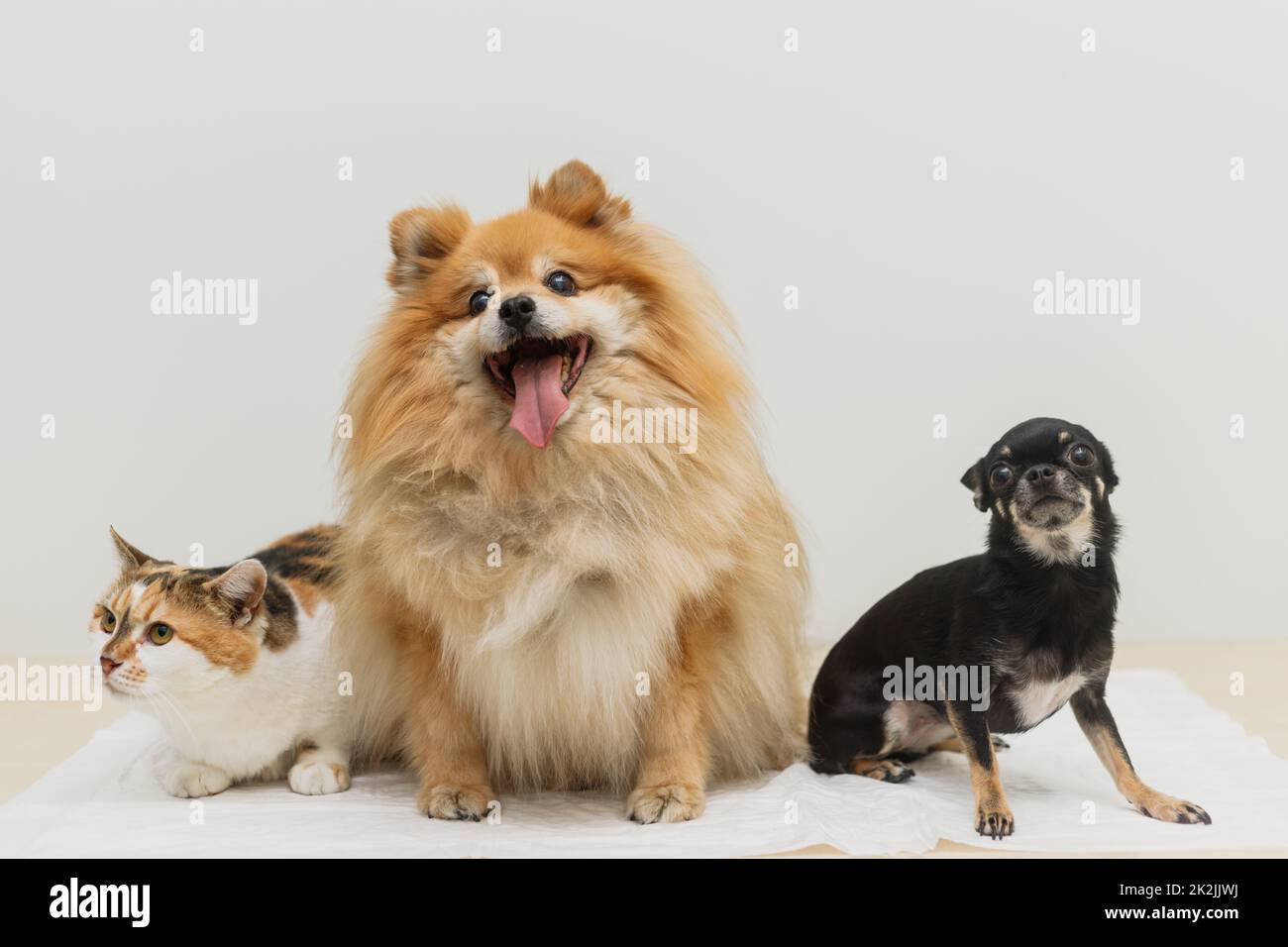 Cat and two dogs together. Home pets. Animal care. Love and friendship