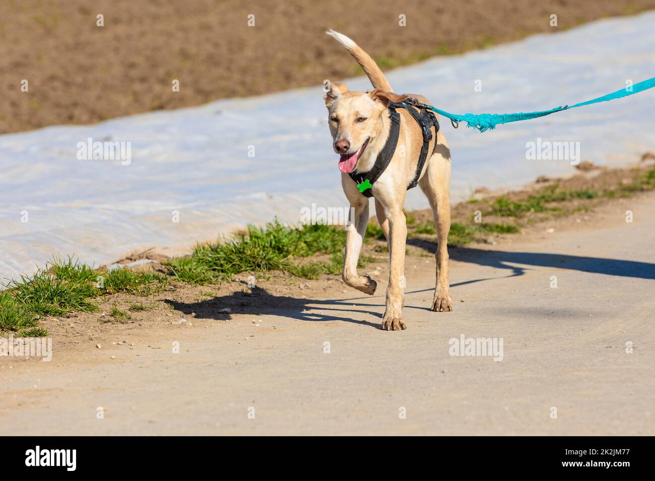 dog on leash walking along a field Stock Photo