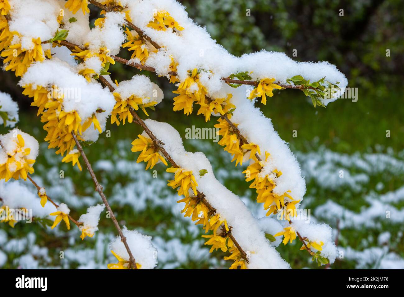 onset of winter in spring with snow Stock Photo