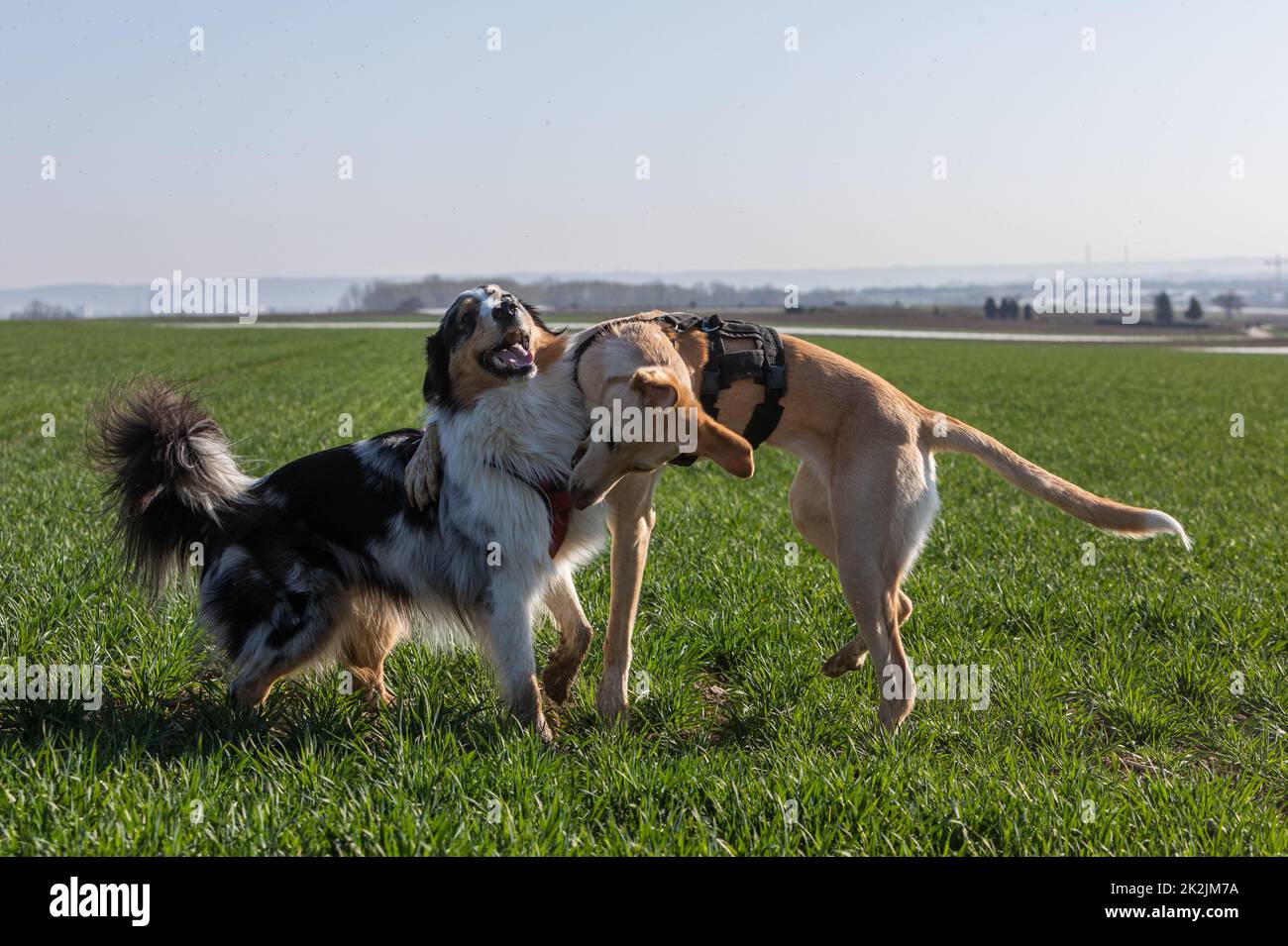 two free dogs playing on a green field Stock Photo