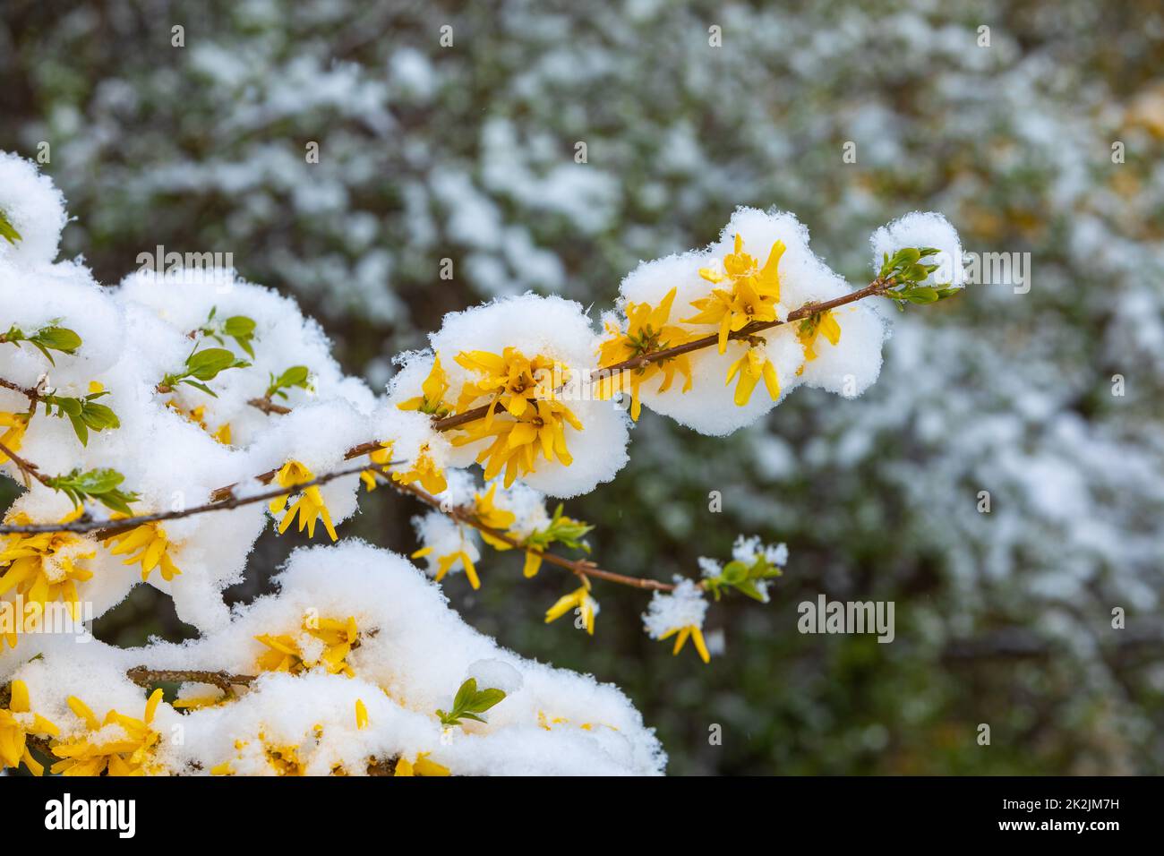 branch of a forsythia with snow in onset of winter Stock Photo