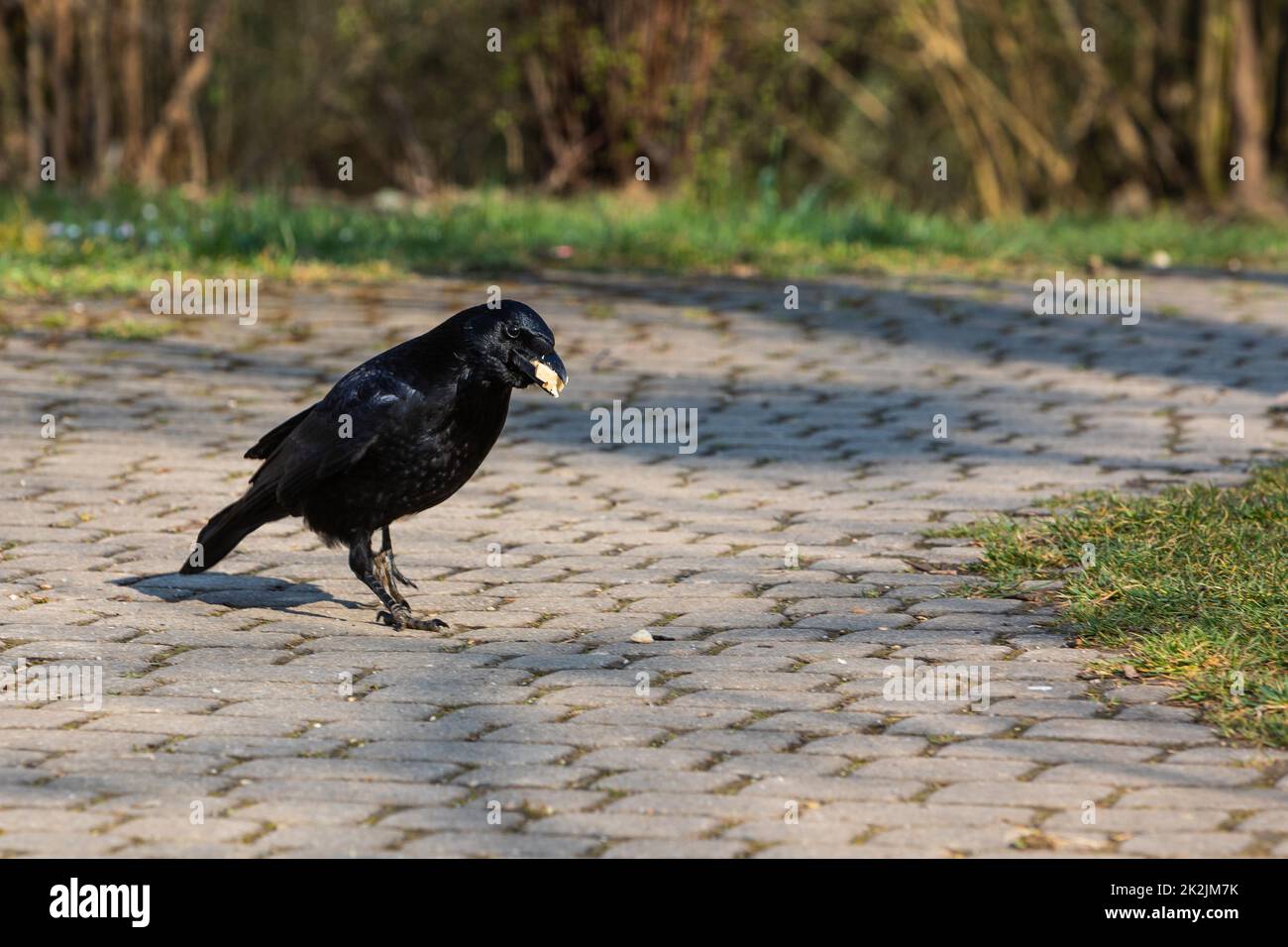 black crow on the ground collecting food Stock Photo