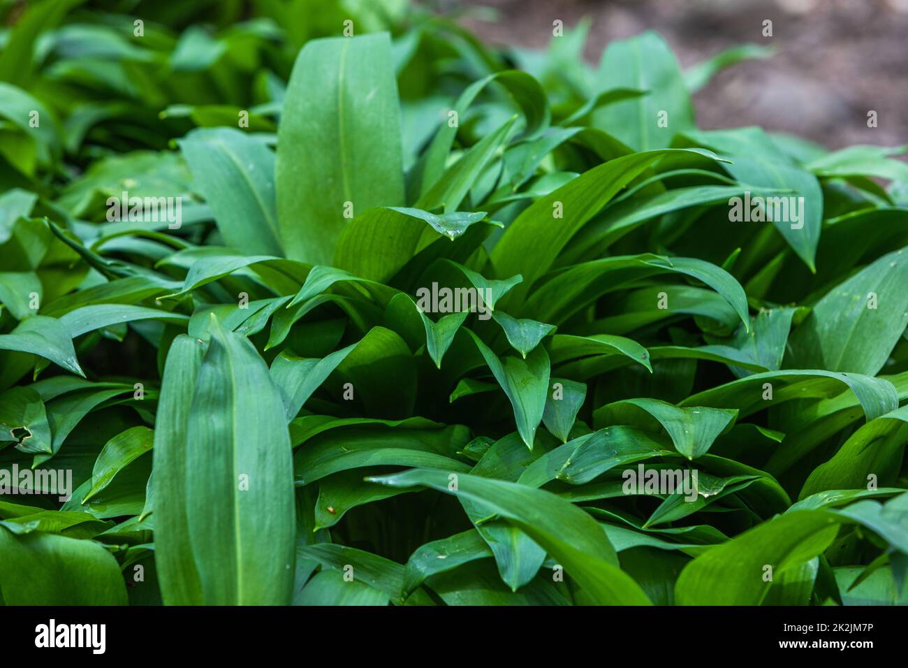 background detail of the leafes of wild garlic Stock Photo