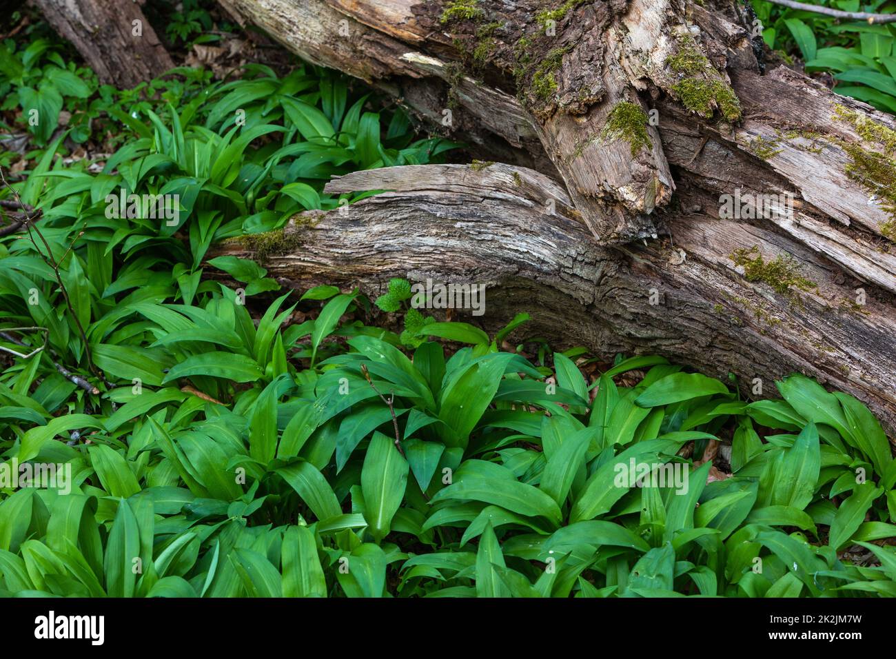 old trunk with wild garlic in the woods Stock Photo