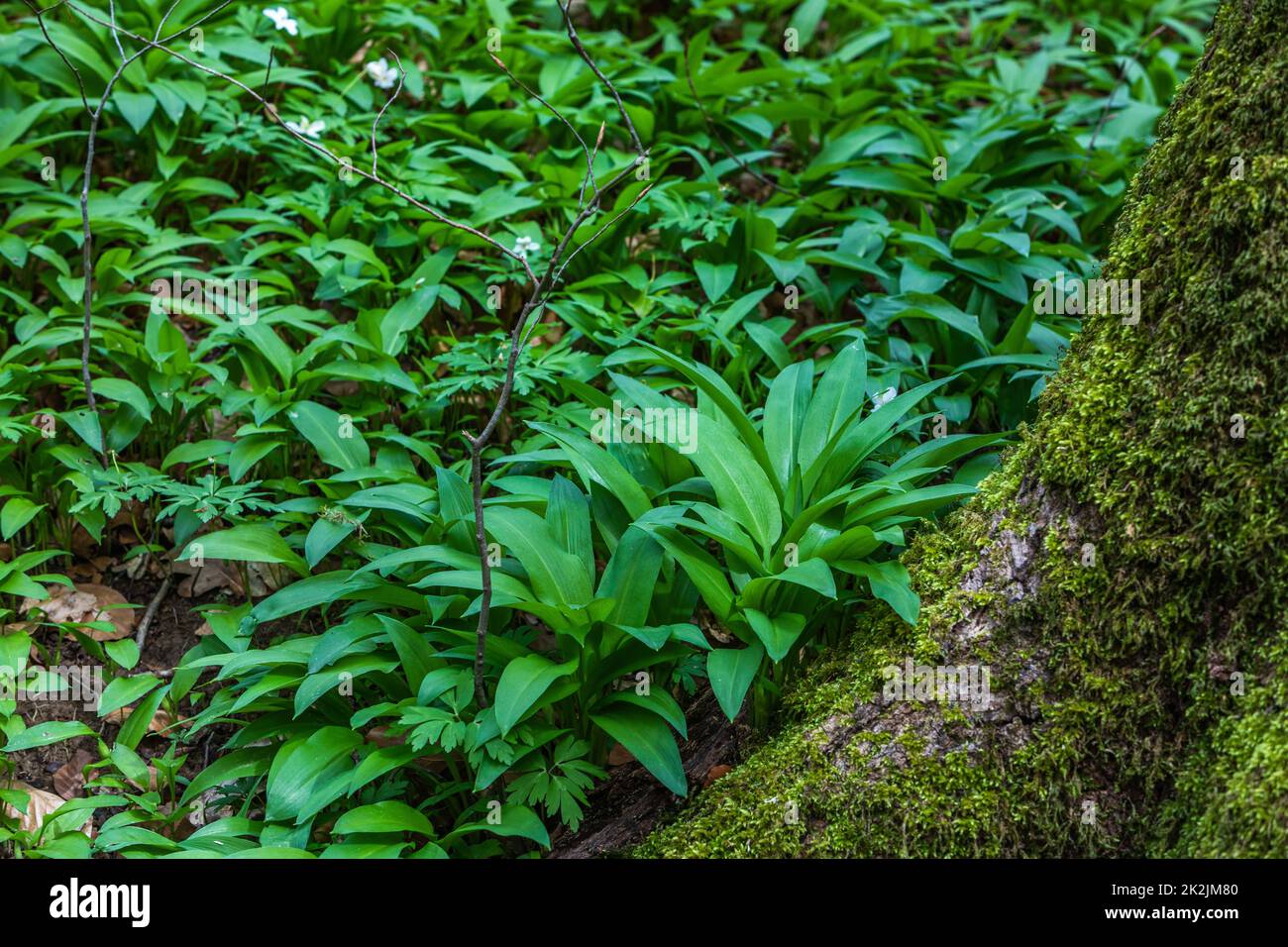 fresh growing wild garlic in the woods Stock Photo