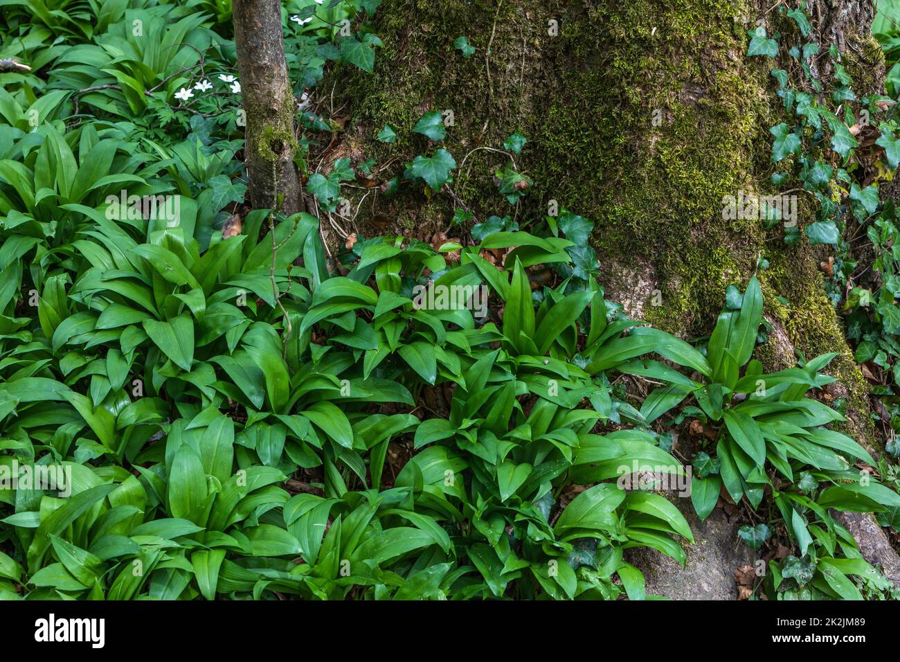 stem of a tree with wild garlic and moss Stock Photo