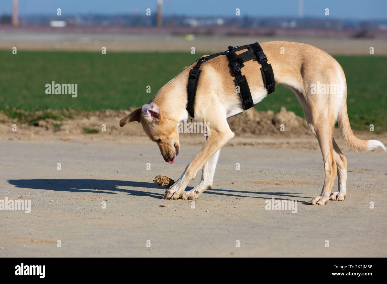 Harnish hires stock photography and images Alamy