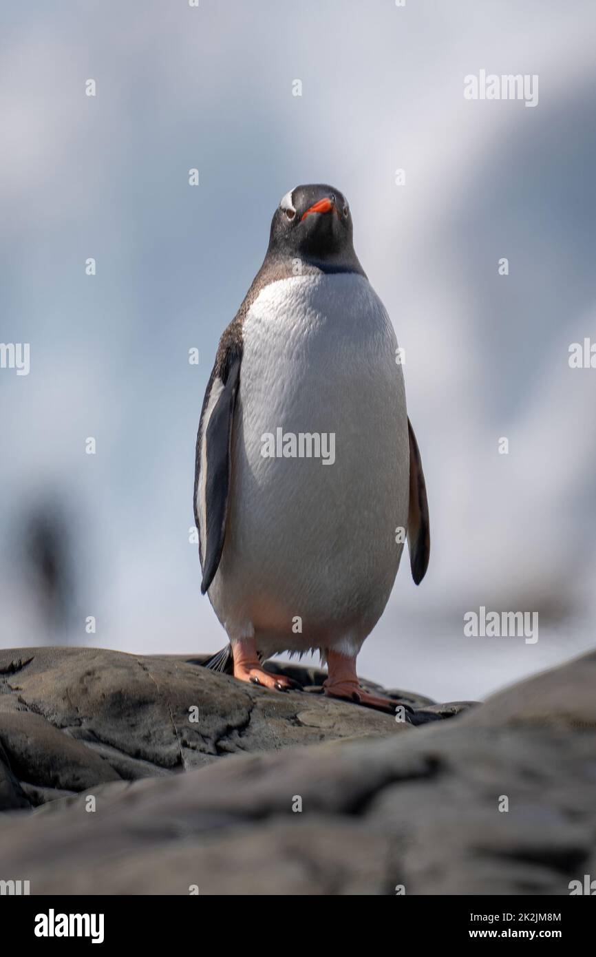 Gentoo penguin perched on rock facing camera Stock Photo