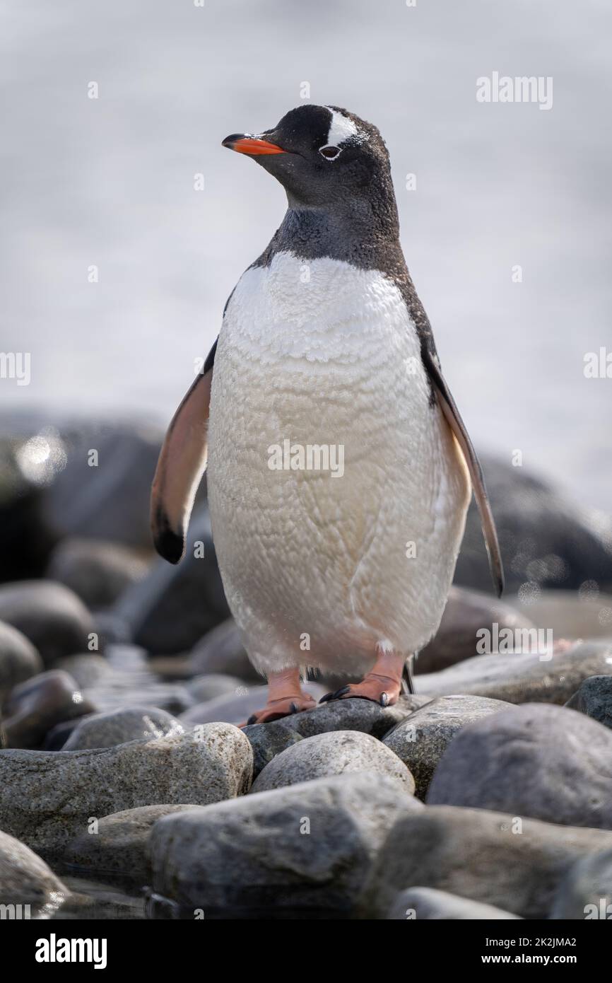 Gentoo penguin stands among rocks facing camera Stock Photo