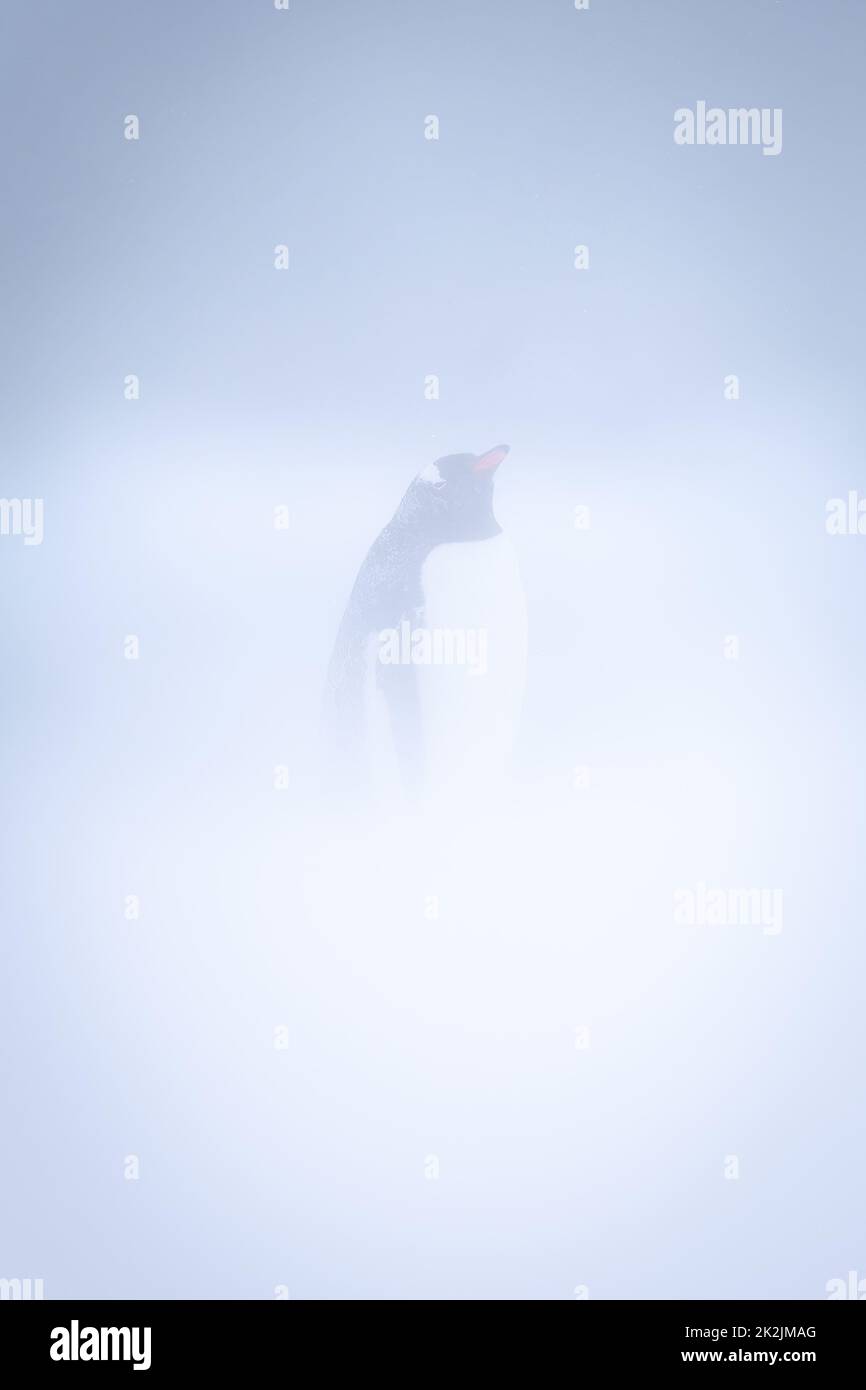 Gentoo penguin stands in blizzard eyeing camera Stock Photo