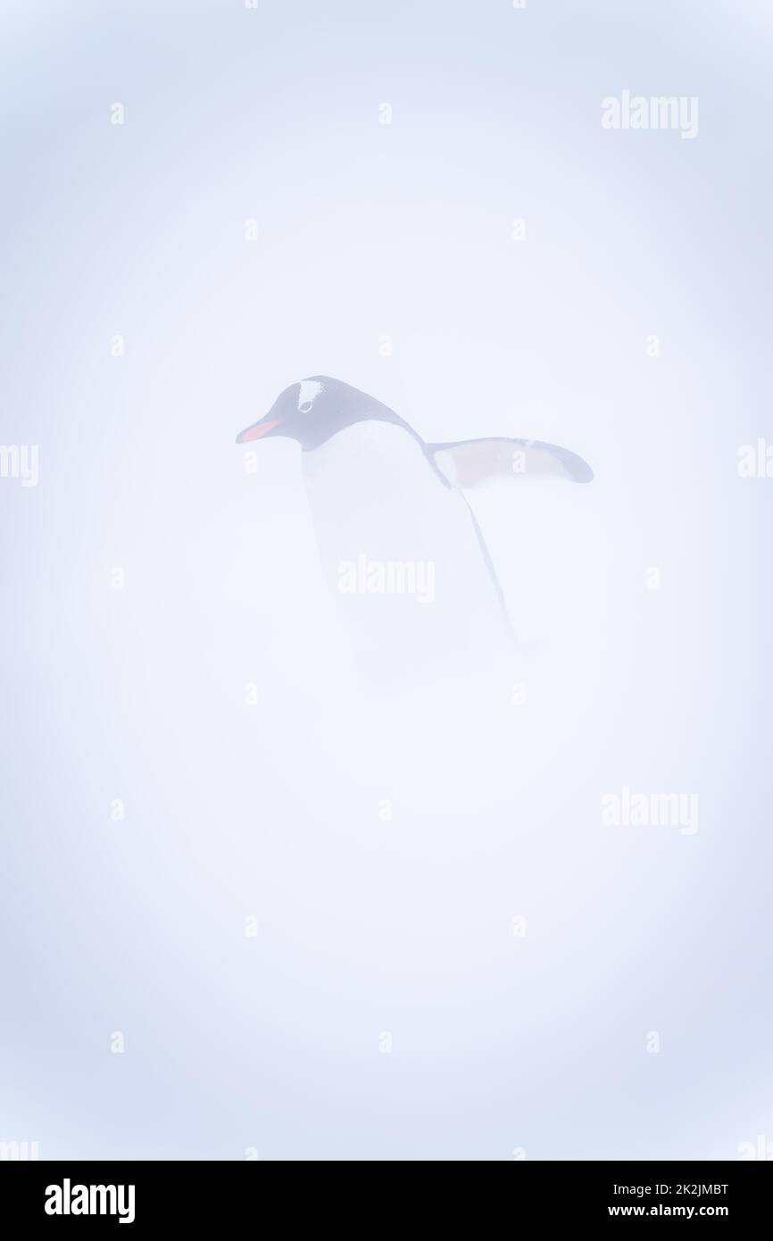 Gentoo penguin stands lifting flipper in snowstorm Stock Photo