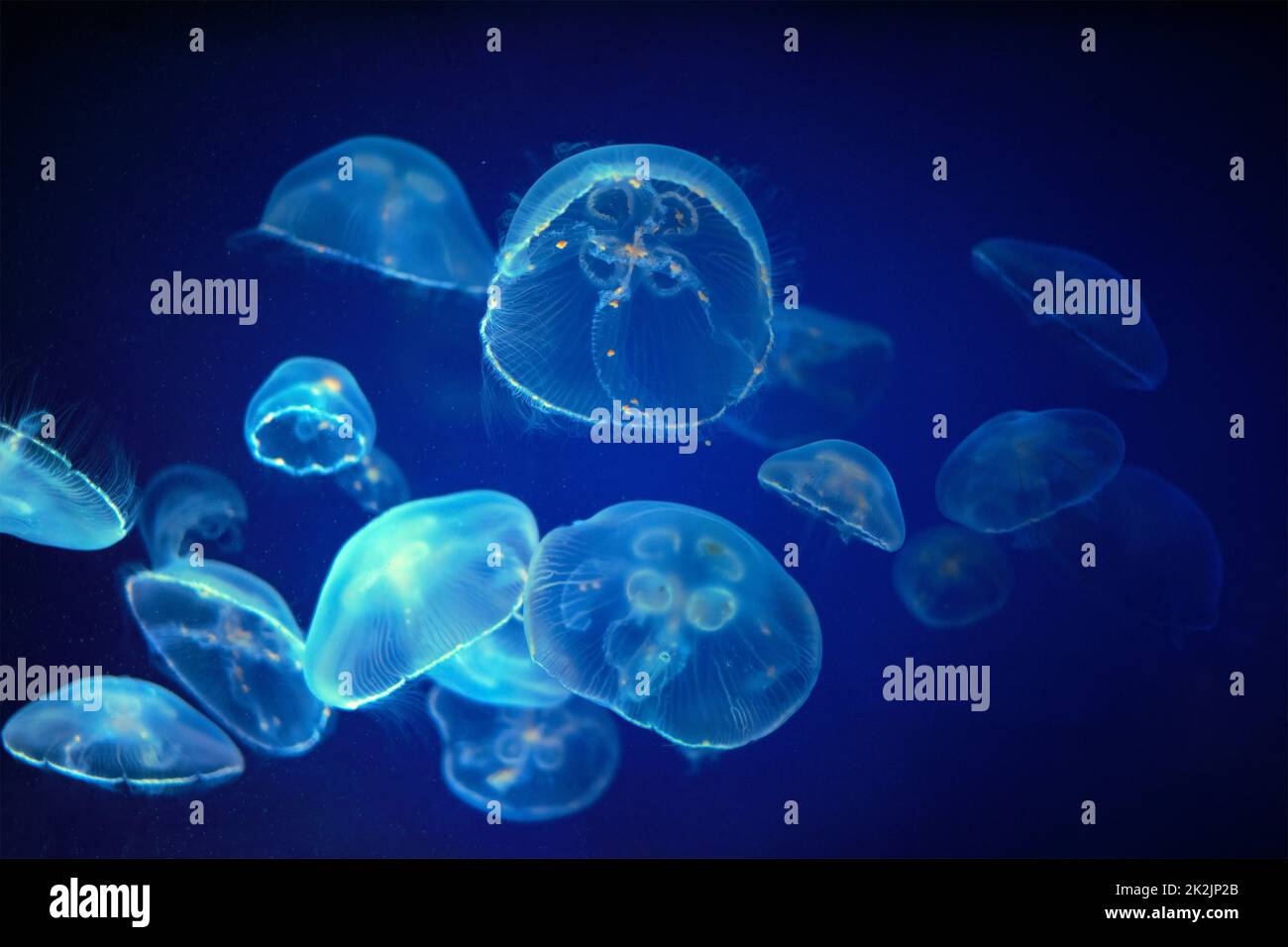 Medusa jellyfish unwerwater Stock Photo Alamy