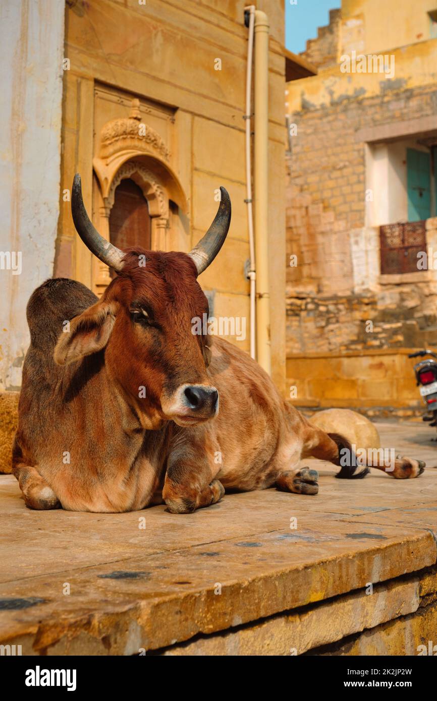 Indian cow resting in the street Stock Photo
