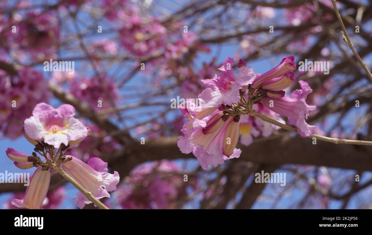 Pink trumpet tree (Handroanthus impetiginosus). Tabebuia rosea is a Pink Flower neotropical tree in the park. Blooming in spring season. Stock Photo