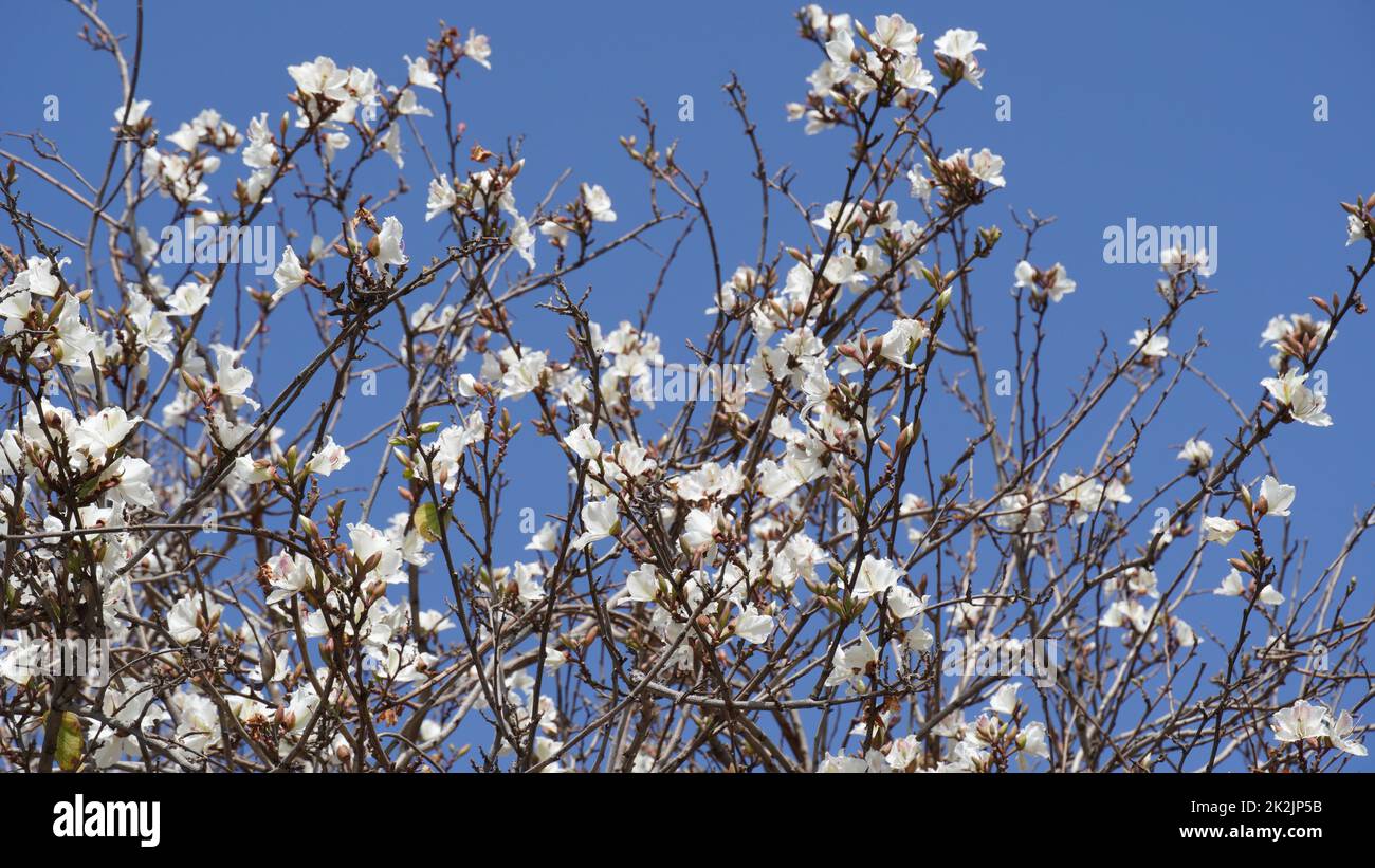 White Bauhinia purpurea tree blossoming in Israel Stock Photo