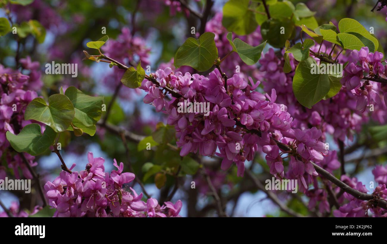 Branches with fresh pink flowers of Judas tree or Cercis siliquastrum