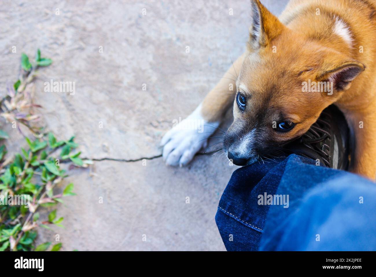 The Puppy is Biting My Shoe Stock Photo Alamy
