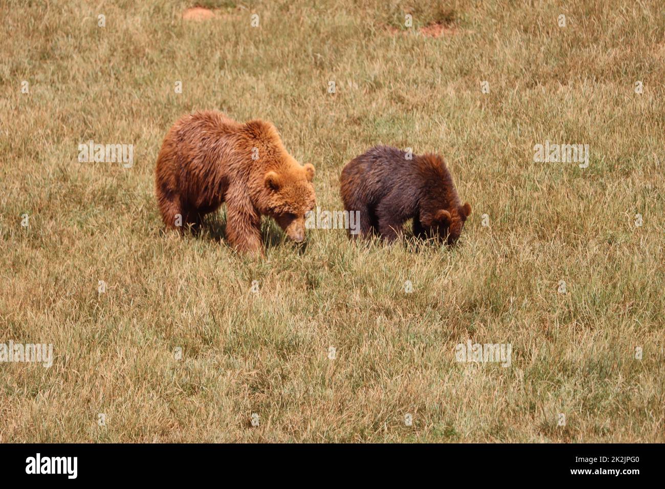 beautiful big wild brown bear dangerous Spanish claws Stock Photo