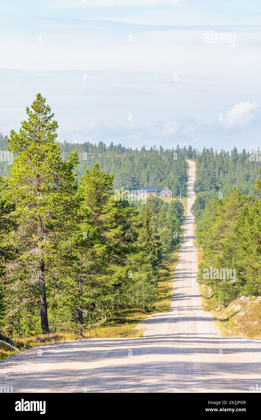 Long straight gravel road in a pine forest Stock Photo