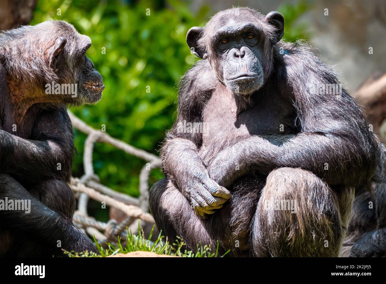 Portrait of a chimpanzee Stock Photo Alamy