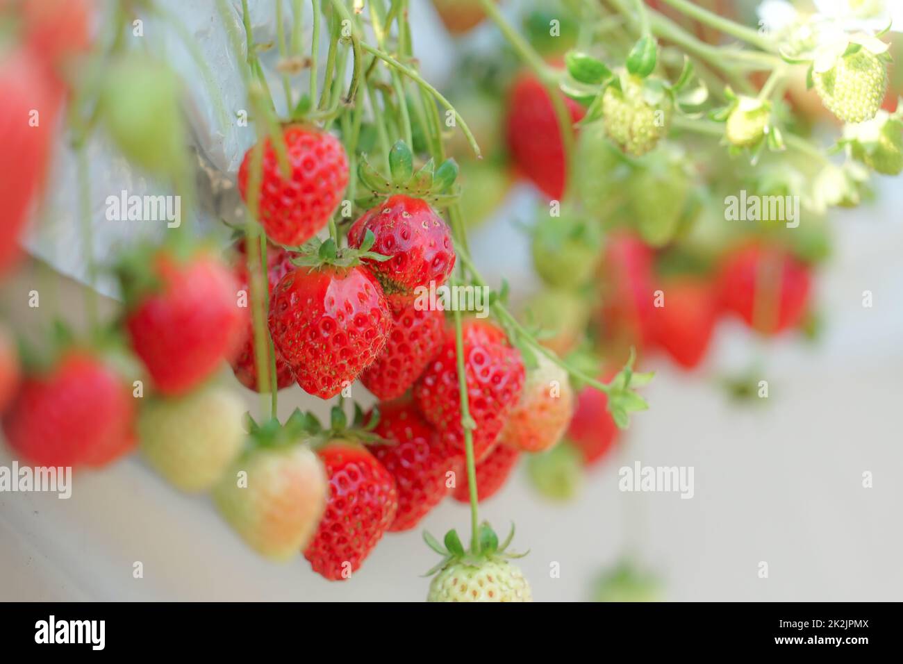 Strawberry image Stock Photo