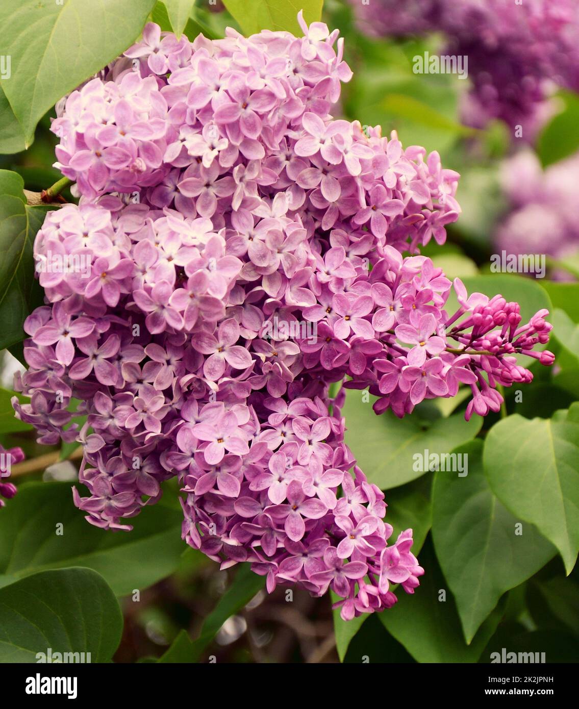 Flowers of ordinary lilac (Latin Syringa vulgaris) pale pink Stock Photo