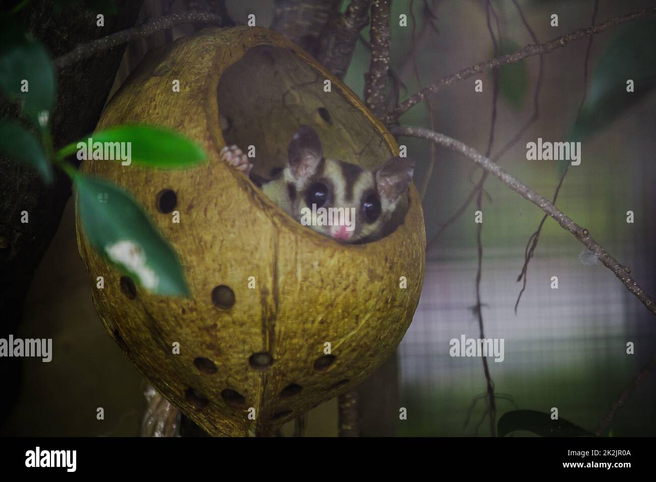 Bengal slow loris sneak in the hole Is a small animal With soft, short ...