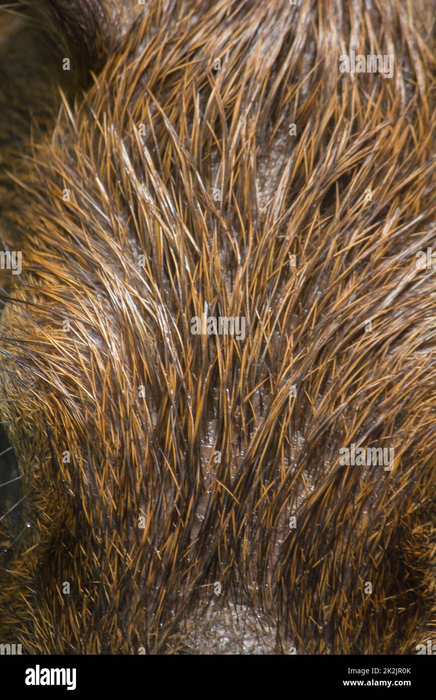 Capibara skin has dark brown or black hair. Stock Photo