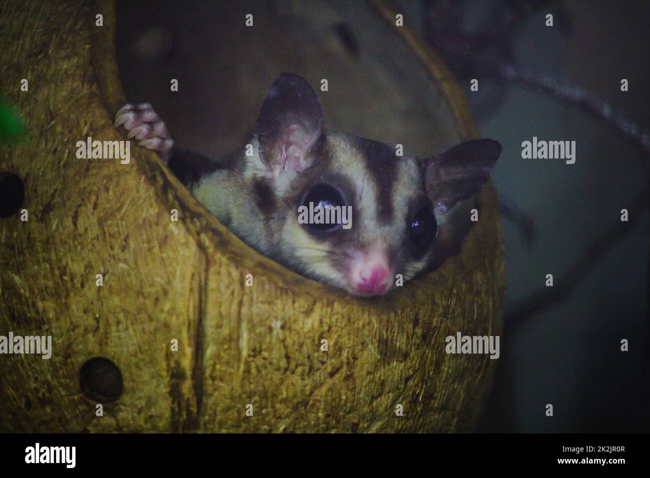 Bengal slow loris sneak in the hole Is a small animal With soft, short, thick, dark brown hairs from the head throughout the back When shocked to put his arm in his face Stock Photo