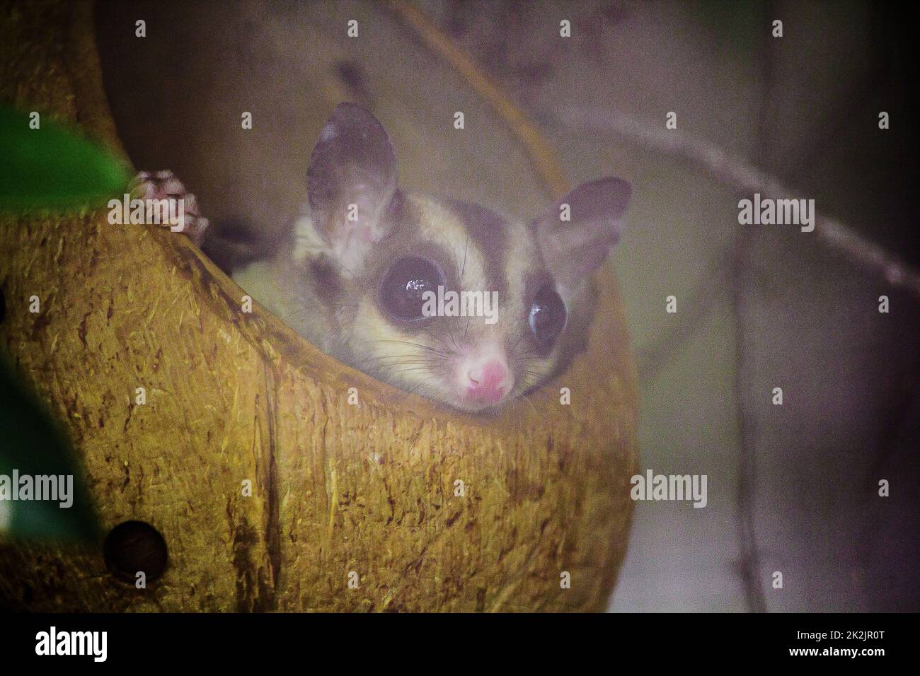 Bengal slow loris sneak in the hole Is a small animal With soft, short ...