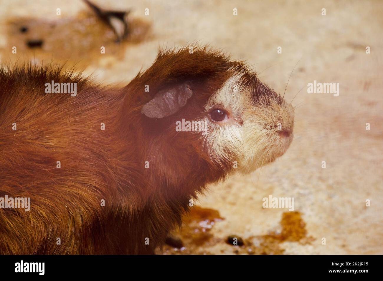 Guinea pig is a mammal From the cuteness, therefore brought as a pet Stock Photo