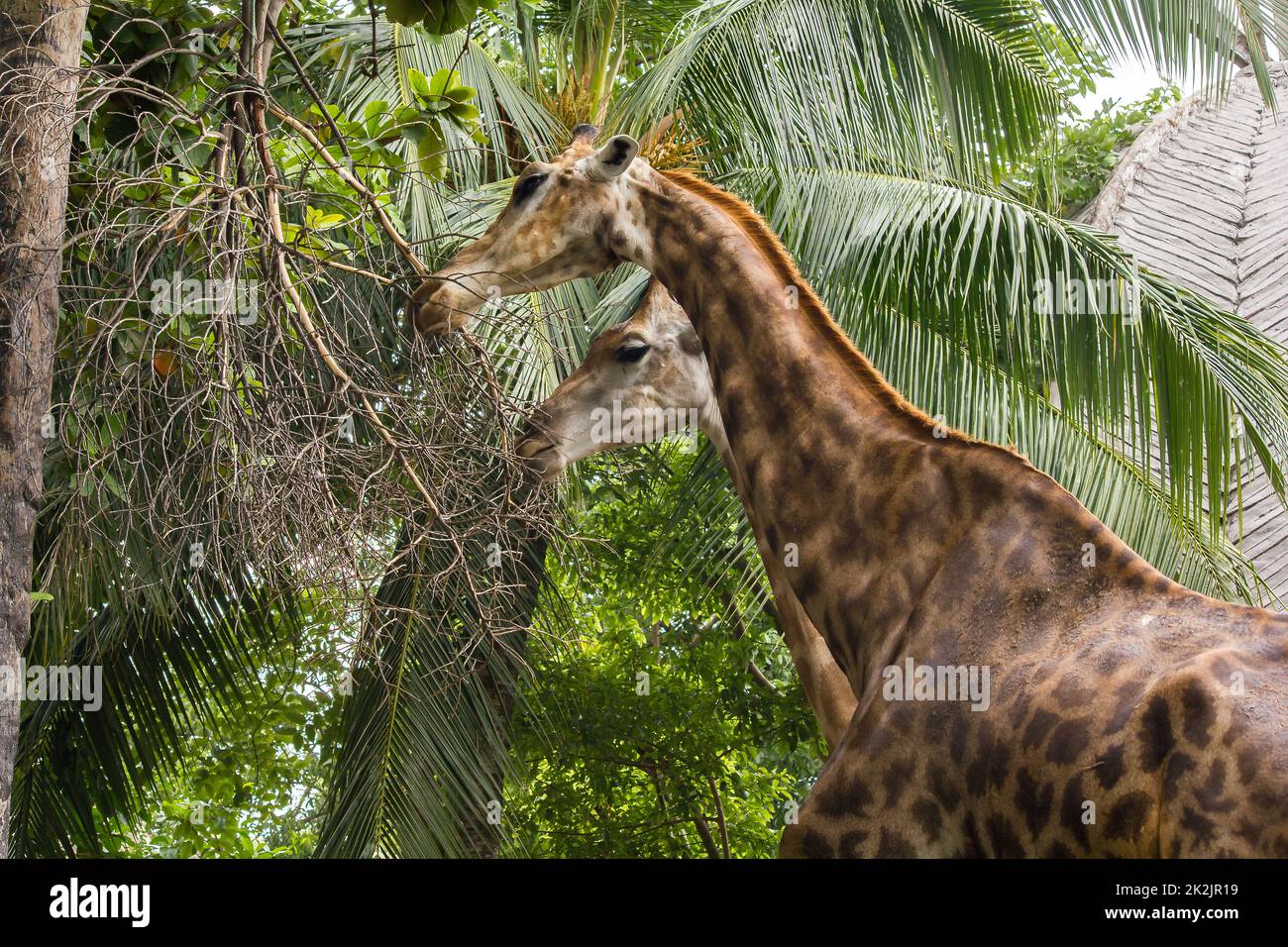 Giraffes in the zoo eat the leaves Is an animal that is tall, long legs